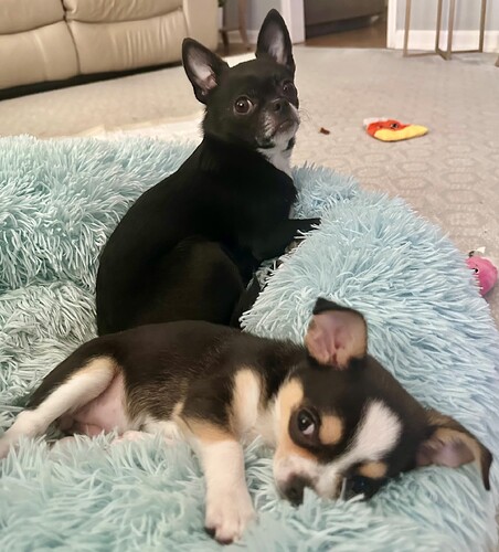 Sadie.Sophie2