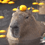 ChillCapybara